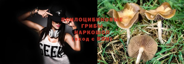 индика Новодвинск